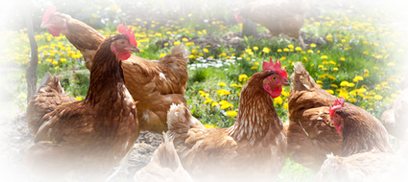 Free range chickens